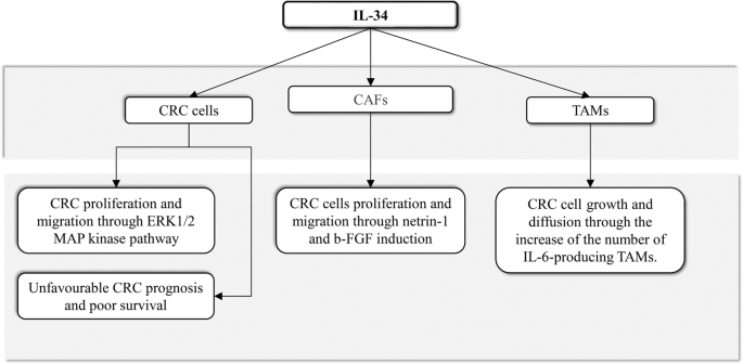 Fig. 3: Schematic view of interleukin-34 effects on specific cell types in CRC microenvironment.