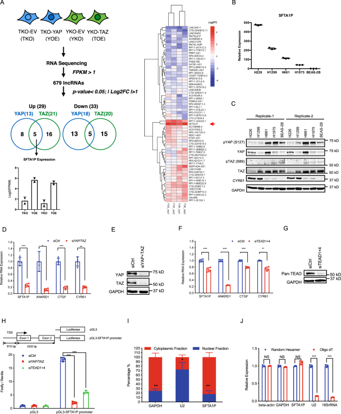 Fig. 1: SFTA1P is transcriptionally regulated by YAP/TAZ/TEAD in NSCLC cell lines.