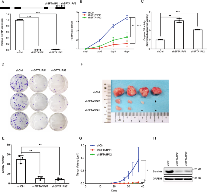 Fig. 2: Loss of SFTA1P inhibits tumor growth in vitro and in vivo.