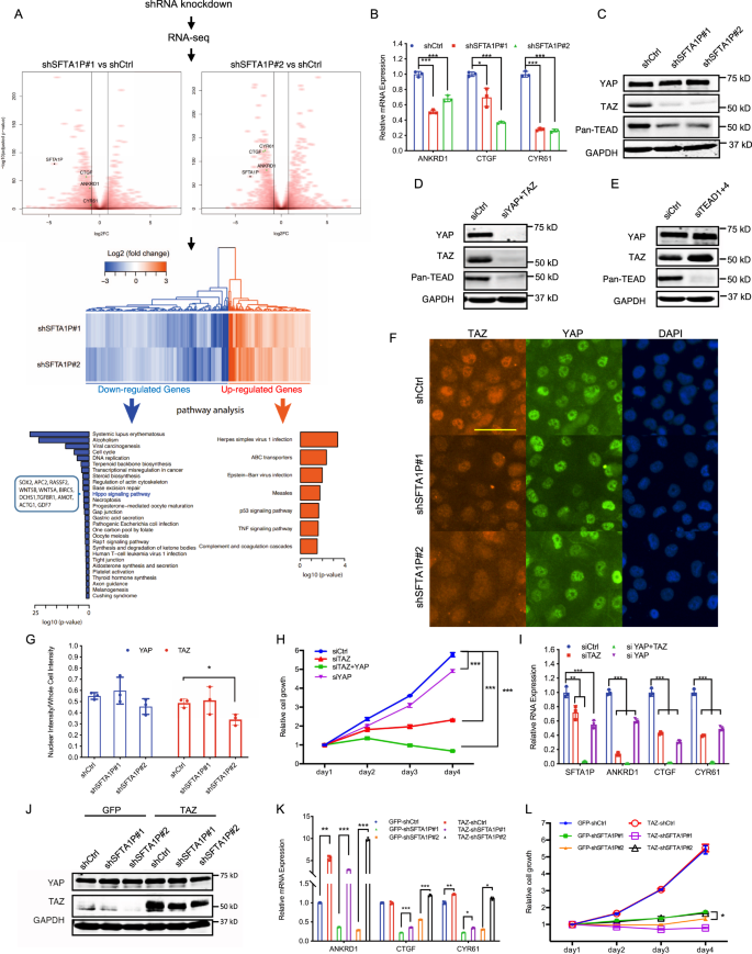 Fig. 3: SFTA1P mediates a positive feedback regulation of the Hippo-YAP/TAZ signaling pathway by targeting TAZ.