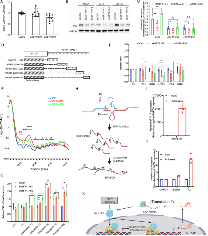 Fig. 4: The 3′-UTR of TAZ mRNA is responsible for SFTA1P-mediated regulation.