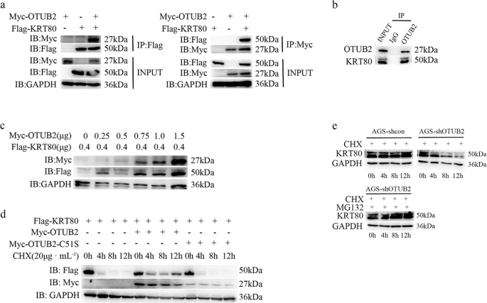 Fig. 4: OTUB2 interacts with and stabilizes KRT80.
