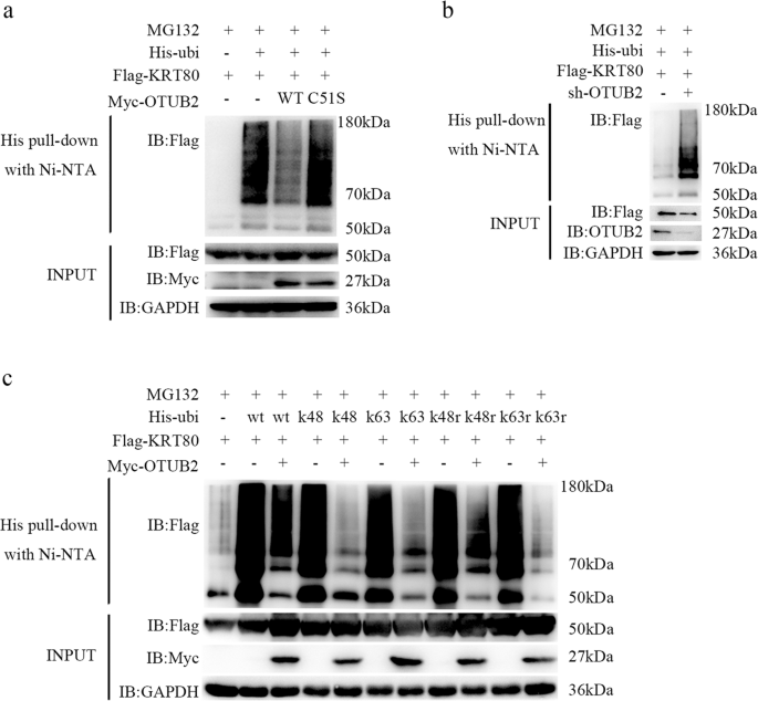 Fig. 5: OTUB2 stabilizes KRT80 through Lys-48-linked and Lys-63-linked deubiquitination.
