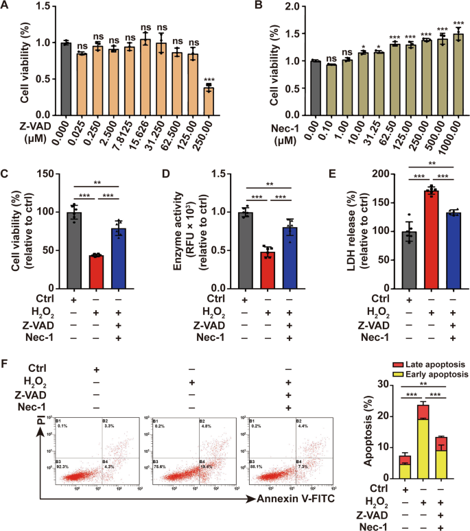 Fig. 1: Oxidative stress induces caspase- and necroptosis-independent cell death in melanocytes.
