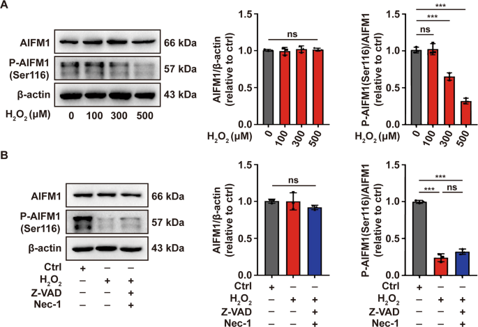 Fig. 2: Oxidative stress induces dephosphorylation of AIFM1 at Ser116 in melanocytes.