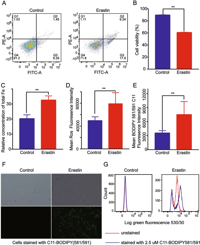 The NSUN5-FTH1/FTL pathway mediates ferroptosis in bone marrow-derived  mesenchymal stem cells | Cell Death Discovery