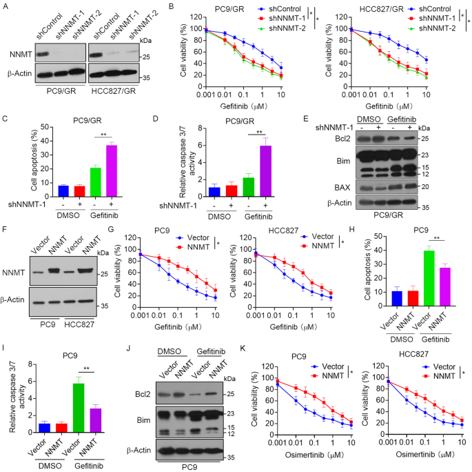 Fig. 3: Effects of NNMT involved in EGFR-TKIs resistance of NSCLC.