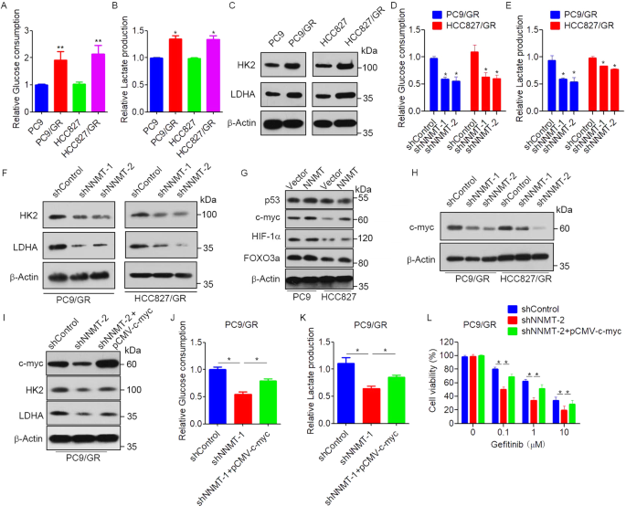 Fig. 4: NNMT enhances glycolysis to promote EGFR-TKIs resistance in NSCLC cells.