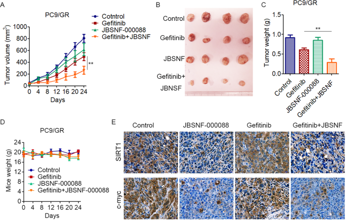 Fig. 7: Pharmacological inhibition of NNMT overcomes EGFR-TKIs resistance in NSCLC cells in vivo.