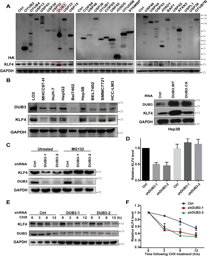 Fig. 1: Deubiquitinating enzyme 4 (DUB3) upregulated Krüppel-like factor 4 (KLF4) expression and stabilized KLF4 protein in hepatocellular carcinoma (HCC) cells.