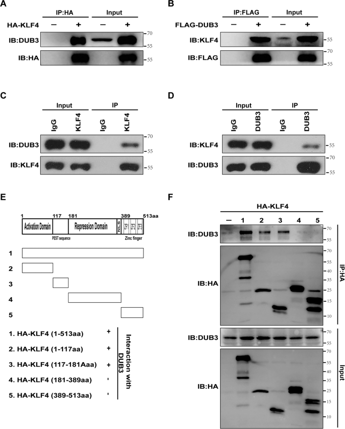 Fig. 2: Physical interaction between DUB3 and KLF4 proteins.