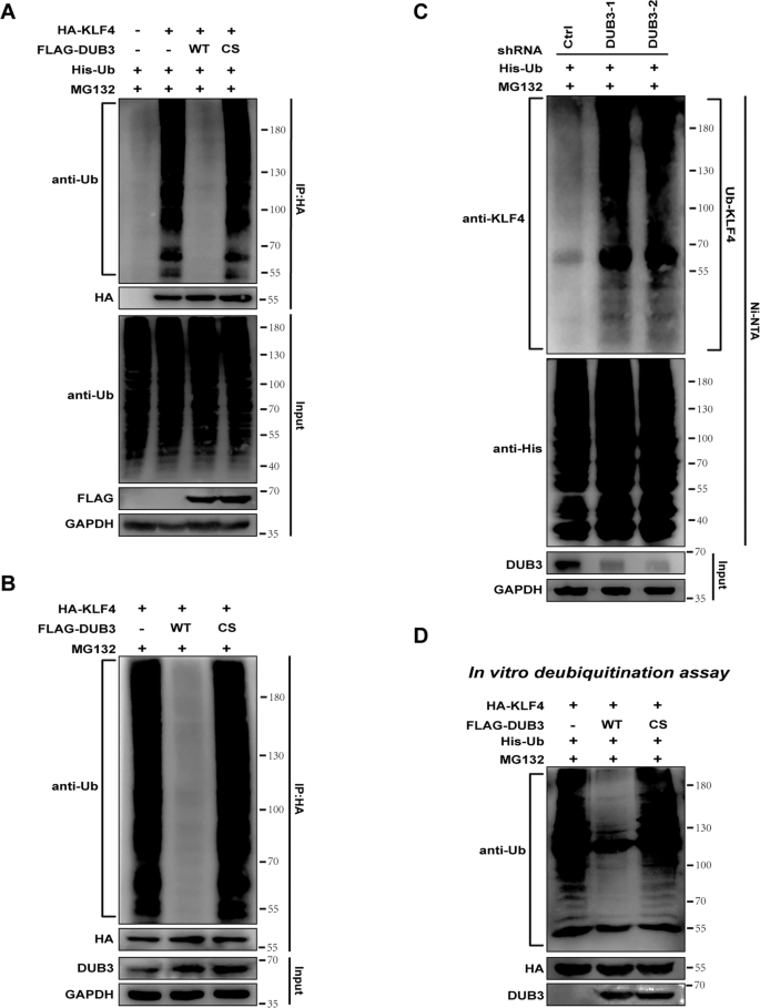 Fig. 3: DUB3 deubiquitinated KLF4 intracellularly and extracellularly.