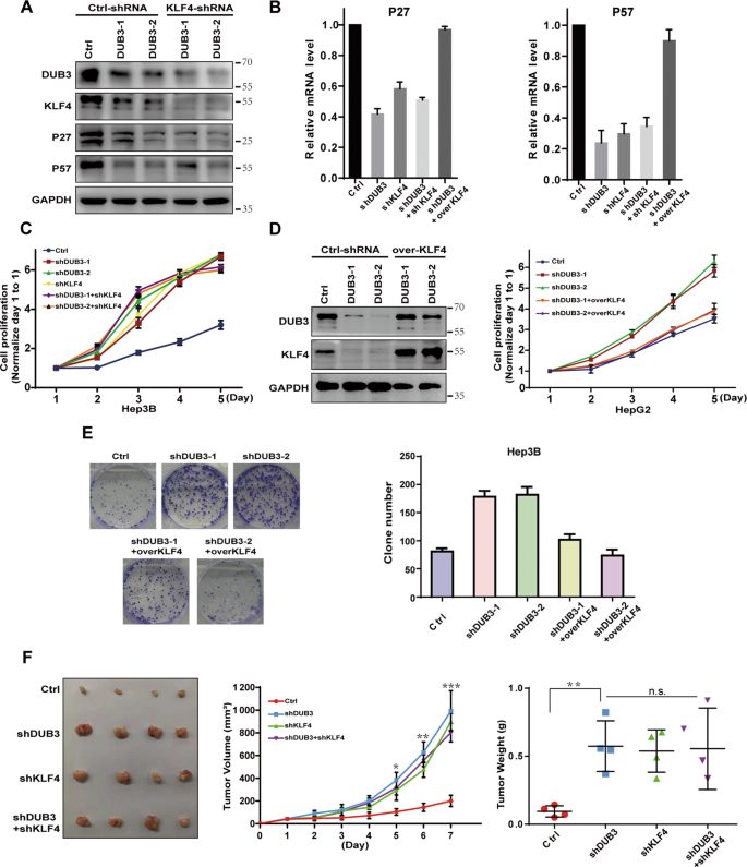 Fig. 4: Knockdown of DUB3 promoted HCC cell proliferation and tumor growth via suppressing KLF4 expression.
