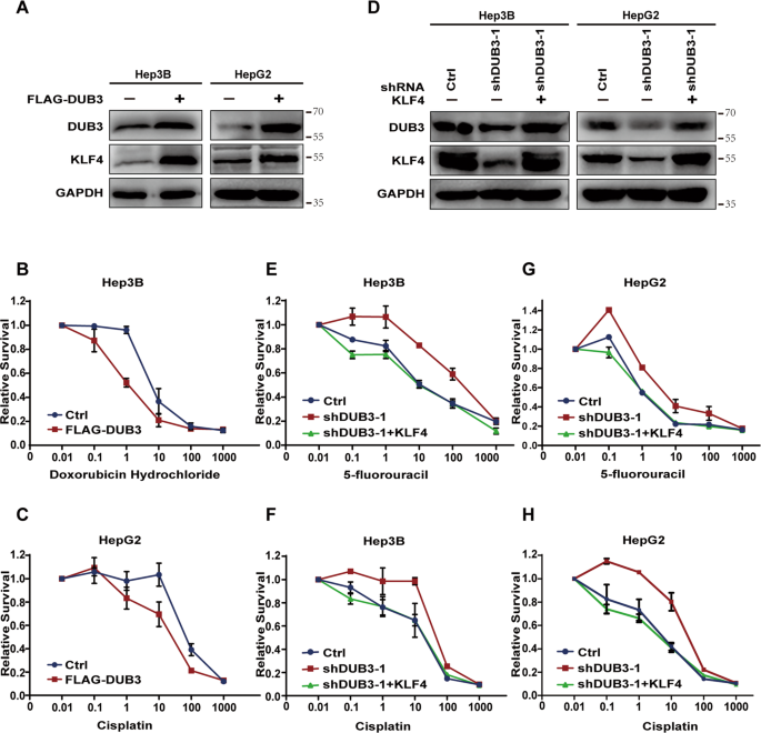 Fig. 5: DUB3 enhanced chemosensitivity of HCC cells via KLF4.