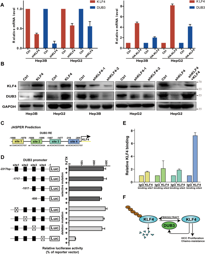 Fig. 6: KLF4 promoted DUB3 transcription by binding to the DUB3 gene promoter.