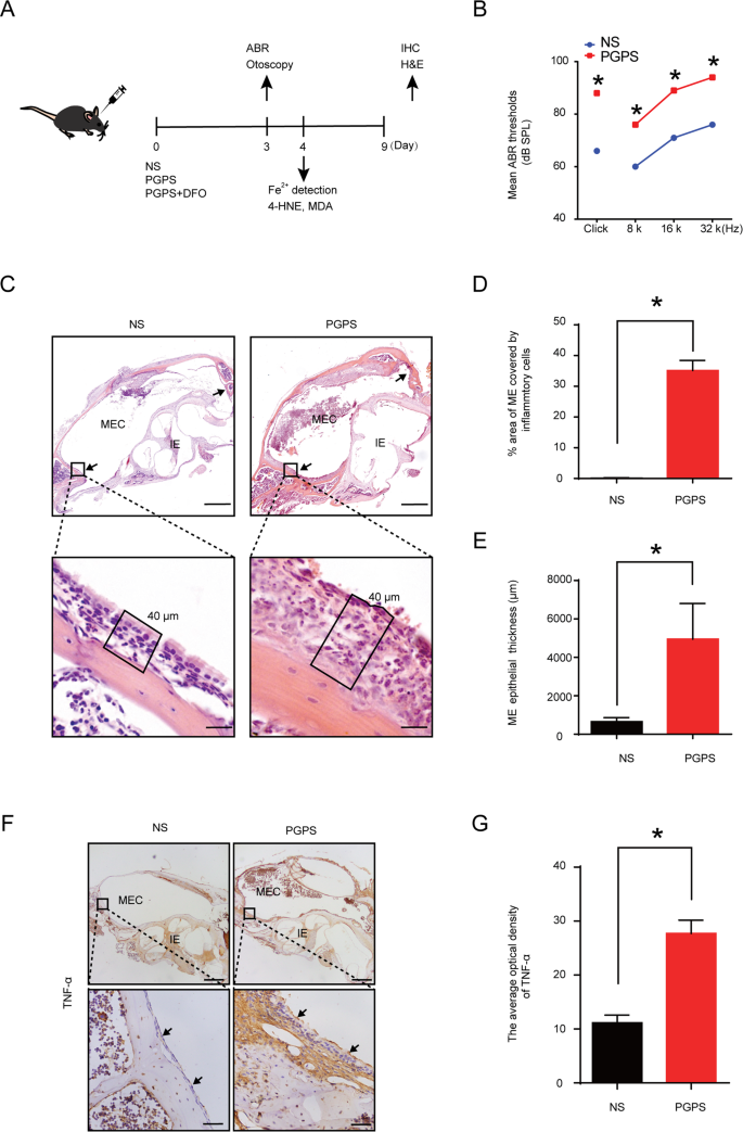 Fig. 1: PGPS could induce OM in mice.