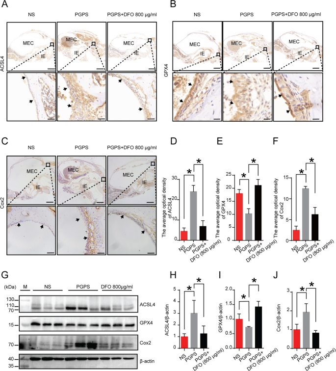 Fig. 7: Inflammation affects the expression of ferroptosis-related proteins.