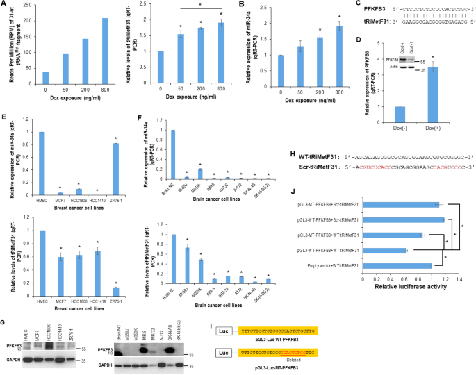 Fig. 1: PFKFB3 is a direct target of tRNAiMet-derived fragment tRiMetF31.