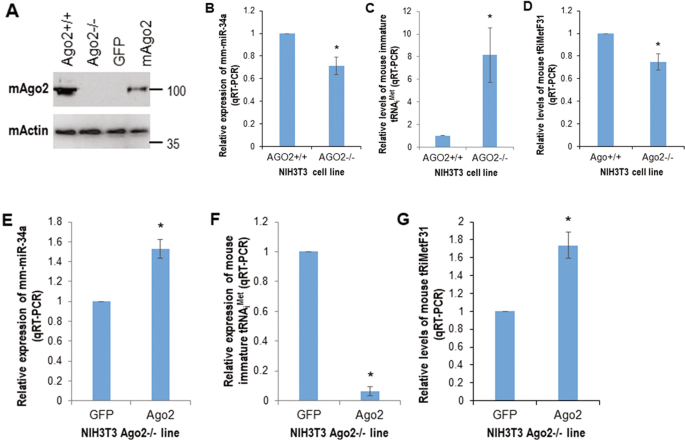 Fig. 2: AGO2 is a key molecule in regulating the expression levels of miR-34a and tRiMetF31.