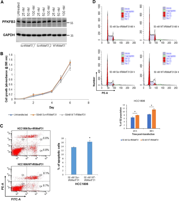 Fig. 3: Ectopic tRiMetF31 induced apoptosis and cell cycle arrest, while having no effect on the proliferation of HCC1806 cells.