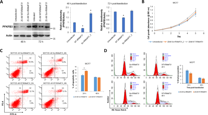 Fig. 4: Ectopic tRiMetF31 induced apoptosis while having no effect on the proliferation of MCF7 cells.