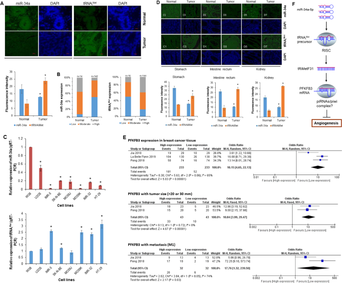 Fig. 7: Expression of miR-34a and tRNAiMet in cancer tissues and cell lines.