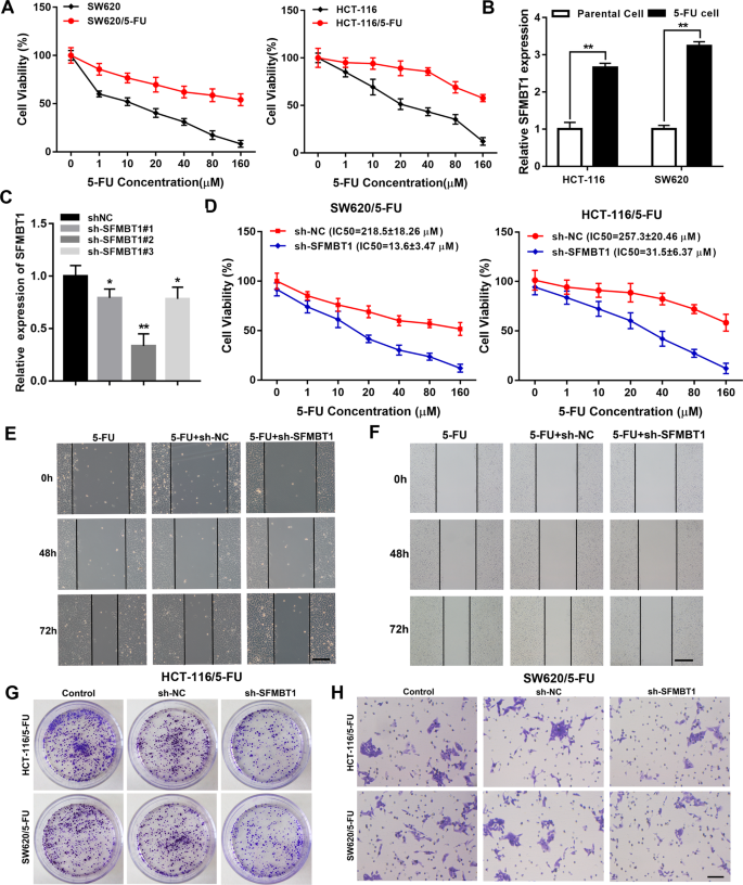 Fig. 2: SFMBT1 drives 5-fluorouracil (5-FU) resistance and CRC proliferation, migration and invasion.