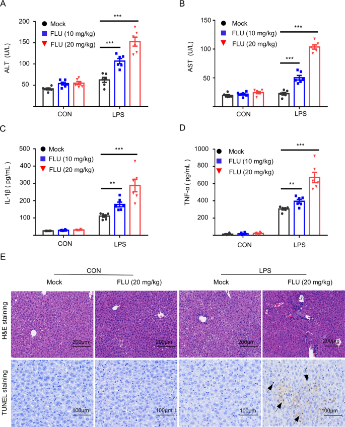 Fig. 5: Fluoxetine induces hepatic injury via triggering the activation of the NLRP3 inflammasome in vivo.