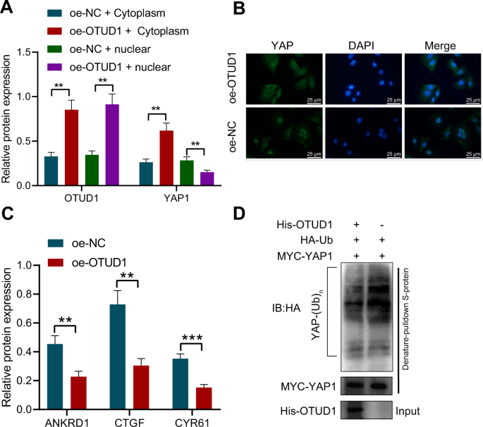 Fig. 4: OTUD1 arrests nuclear translocation of YAP1 through deubiquitination and reduces the activity of YAP1.