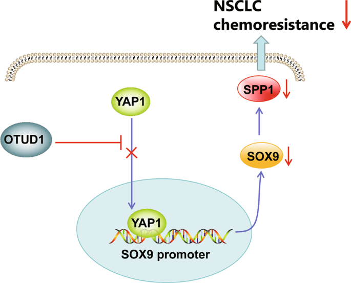 Fig. 6: Schematic diagram of the mechanism by which OTUD1 affects the resistance of NSCLC cells to erlotinib.