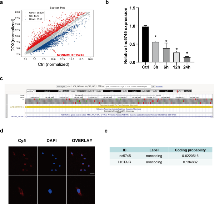 Fig. 1: Lnc5745 is downregulated in NMVCs treated with DOX.