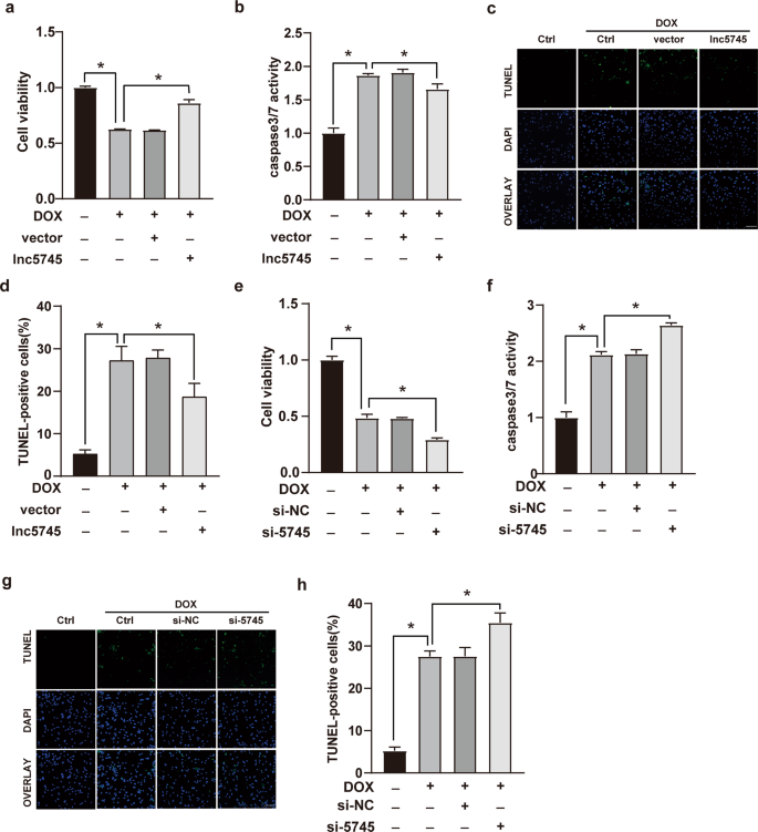 Fig. 2: Lnc5745 inhibits DOX-induced cardiomyocyte apoptosis in NMVCs.