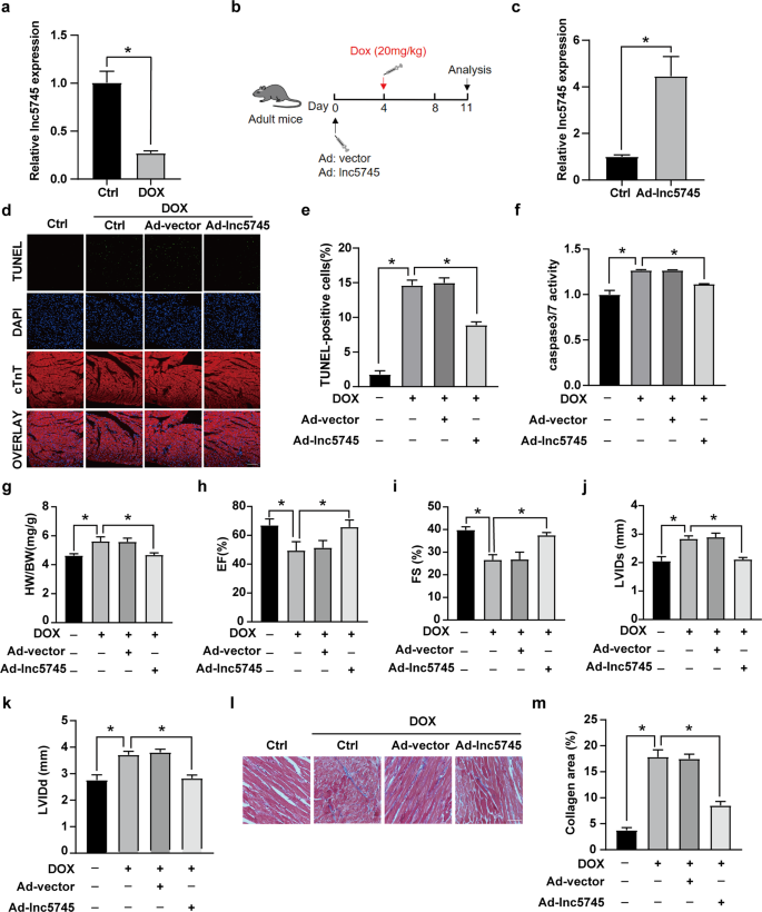 Fig. 3: Lnc5745 improves cardiac function in DOX-induced cardiomyopathy mice.