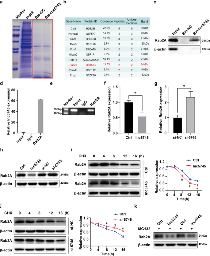 Fig. 4: Lnc5745 targets Rab2A.