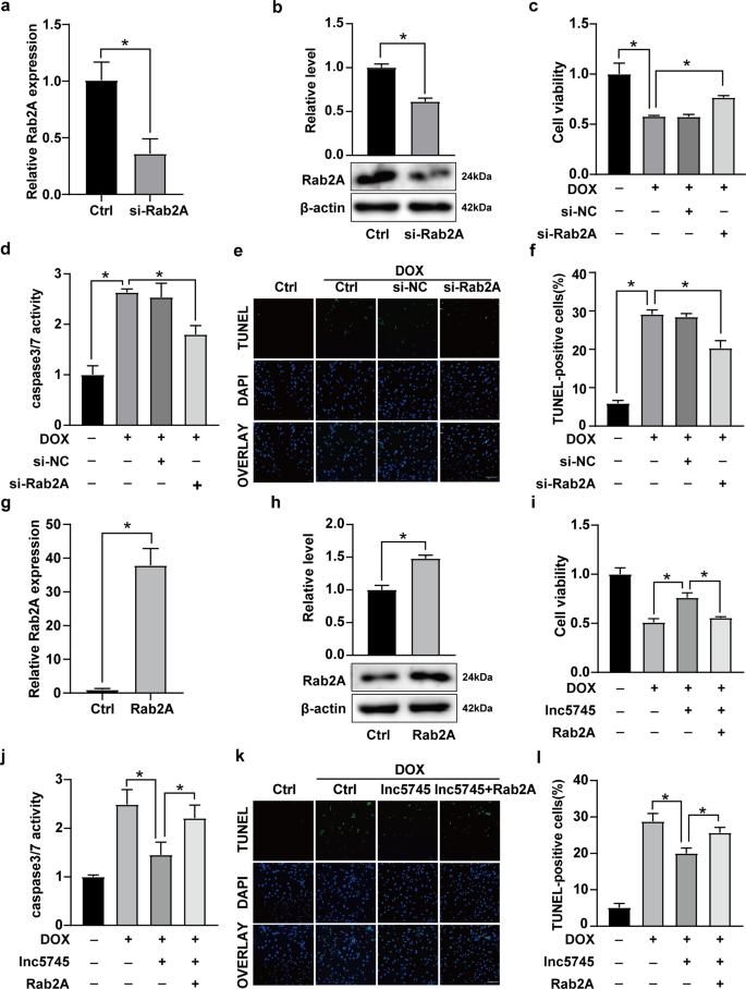 Fig. 5: Rab2A alleviates the protective effect of lnc5745 on DOX-induced apoptosis.