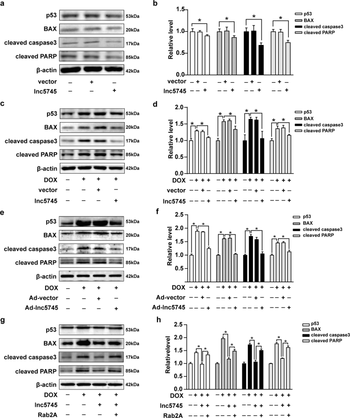 Fig. 6: Lnc5745 regulates p53-mediated cardiomyocyte apoptosis.