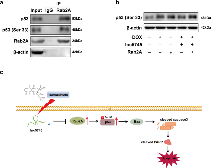 Fig. 7: Rab2A promotes phosphorylation of p53 on Ser 33.