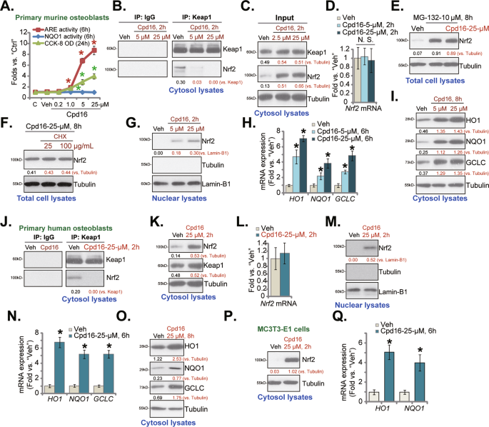Fig. 1: Cpd16 activates Nrf2 signaling cascade in osteoblasts.