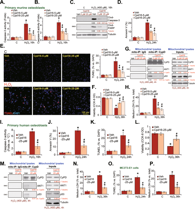 Fig. 3: Cpd16 ameliorates H2O2-induced apoptosis and programmed necrosis in osteoblasts.