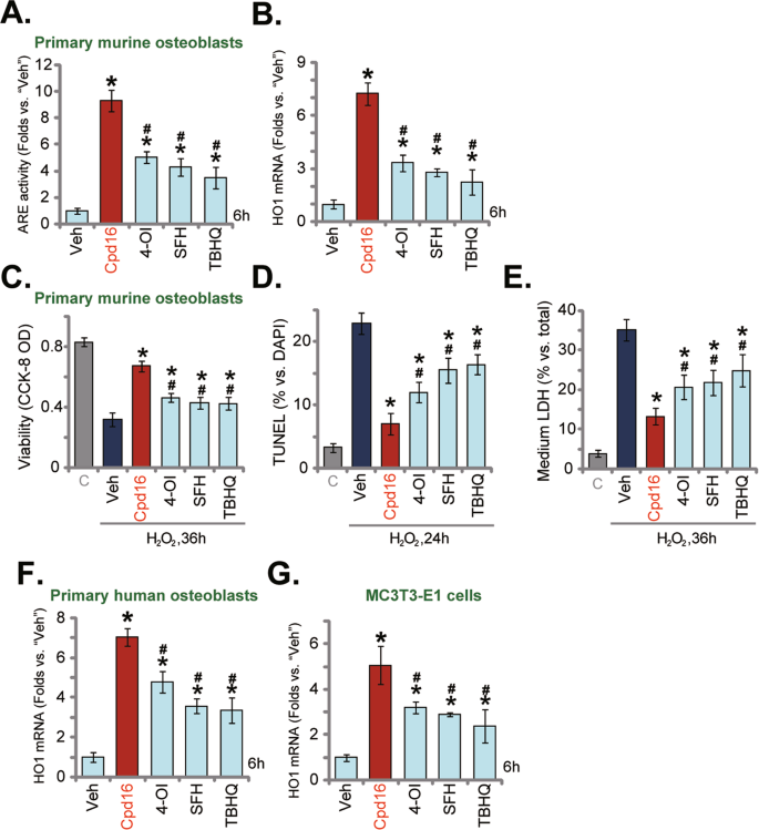 Fig. 4: Cpd16-induced Nrf2 activation and osteoblasts protection against H2O2 were stronger than other known Nrf2 activators.