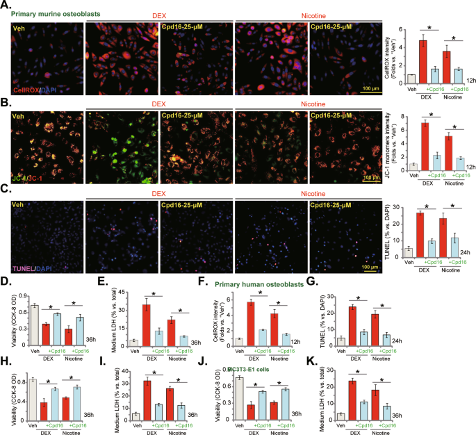 Fig. 5: Cpd16 inhibits dexamethasone- and nicotine-induced oxidative injury in osteoblasts.