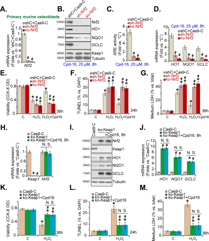 Fig. 6: Nrf2 activation is indispensable for Cpd16-mediated osteoblast cytoprotection.