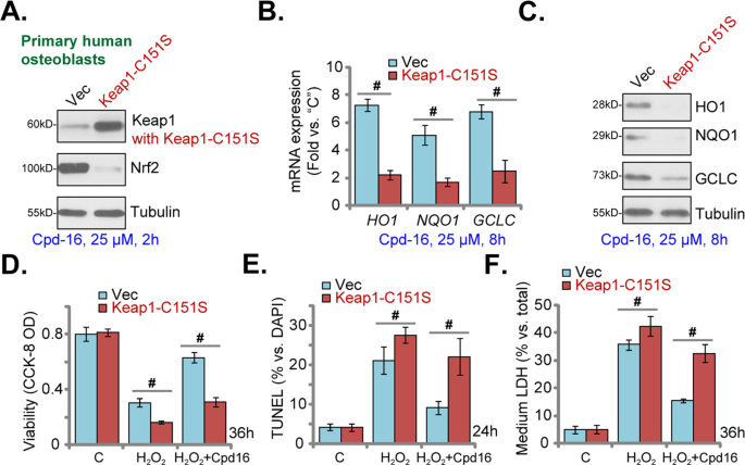 Fig. 7: Keap1 Cys151S mutation abolishes Cpd16-induced Nrf2 cascade activation and osteoblasts cytoprotection.