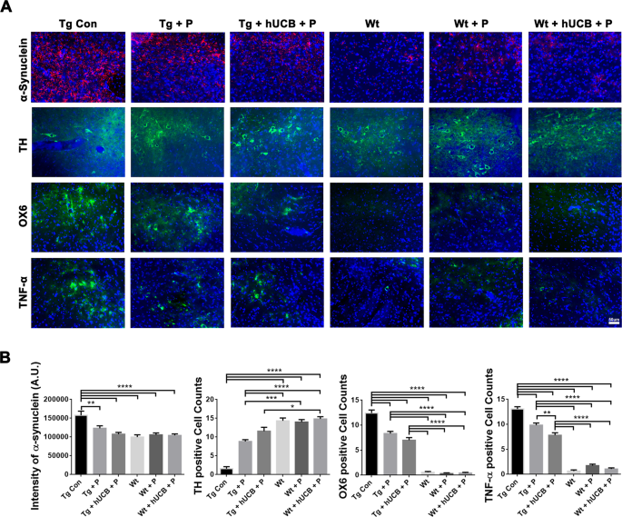 Fig. 3: Substantia Nigra dopaminergic cell survival, inflammation, and α-synuclein load.