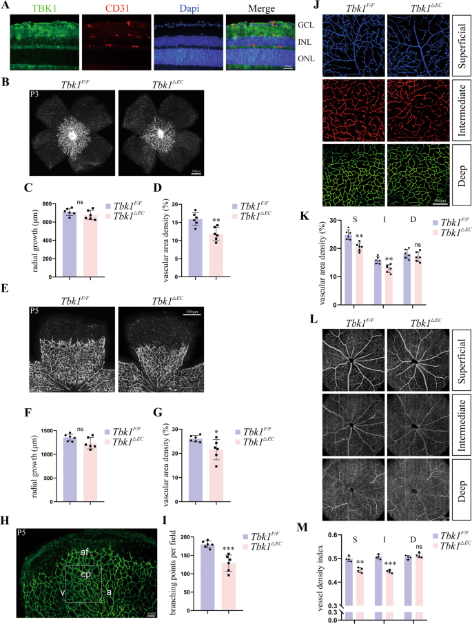 Fig. 1: The effect of endothelial TBK1 deletion on retinal vascular development.