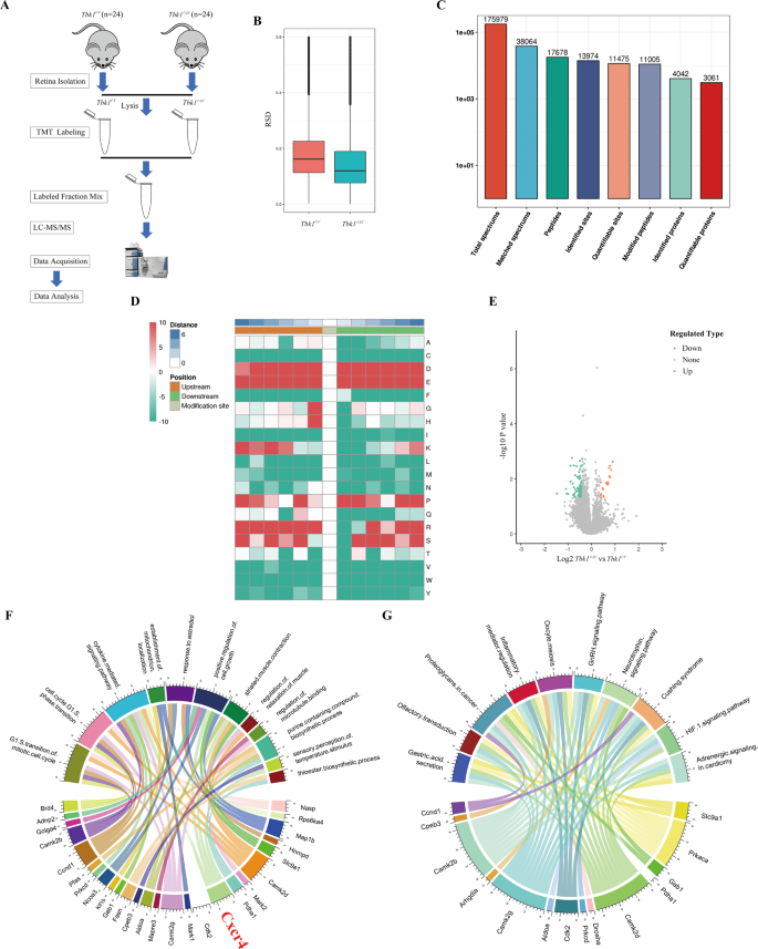 Fig. 3: Overview of the phosphoproteomic analysis in Tbk1F/F and Tbk1ΔEC retinas.