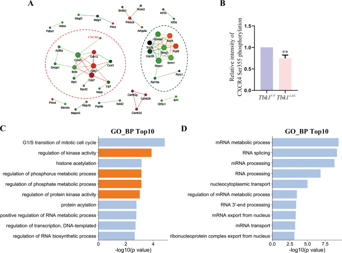Fig. 4: Bioinformatics analysis of the differentially expressed phosphoproteins.