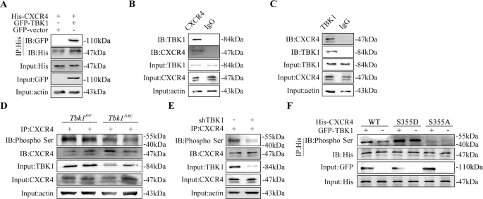 Fig. 5: CXCR4 is phosphorylated by TBK1 at serine residues 355.