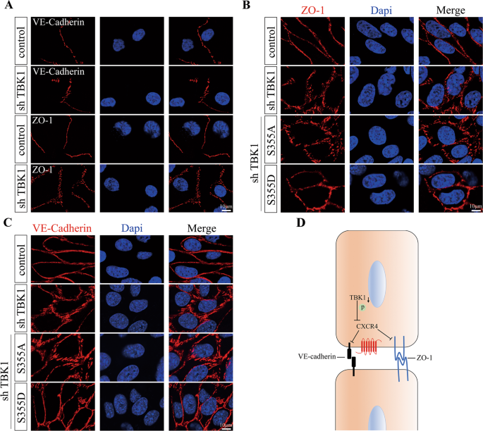 Fig. 6: Endothelial TBK1 knockdown disrupted the organization of junctional proteins.
