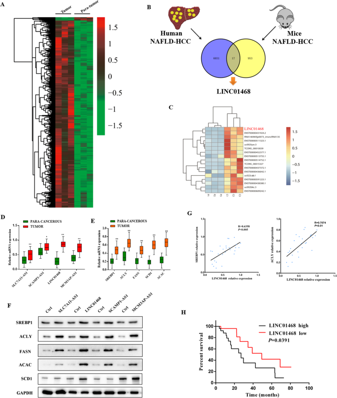 Fig. 1: LINC01468 is especially upregulated in liver tissues during NAFLD-HCC.